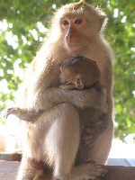 apin met jong