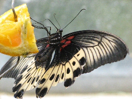 vlinder eet van sinaasappel