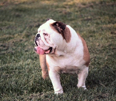 bulldog kijkt opzij