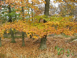 bomen in de herfst